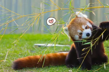 Ilustrasi Panda Merah (Foto : Orami)