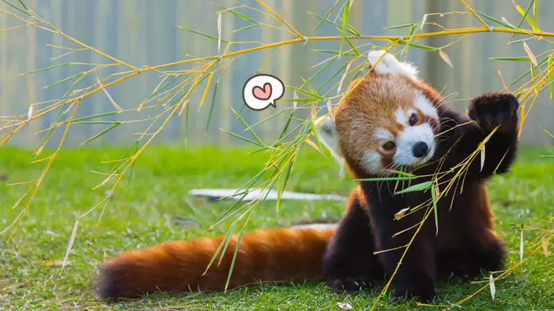 Ilustrasi Panda Merah (Foto : Orami)