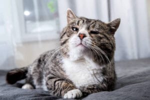 7 Pertanda Jika Kucing Mati Mendadak di Rumah, Waspada Hal Ini 2 kucing