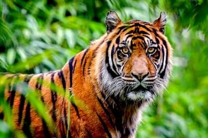 Pria di siak Diterkam Harimau Sumatera