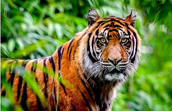 Pria di siak Diterkam Harimau Sumatera