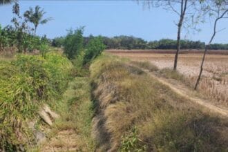 Irigasi Pertanian di Cibaliung Pandeglang.