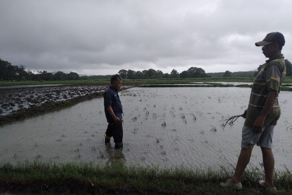 590.6 Hektare Sawah di Kabupaten/Kota Serang Terendam Banjir 2 sawah