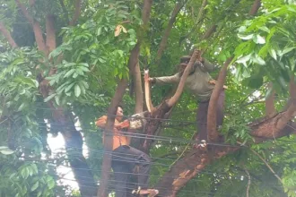 Pangkas Pohon Rawan Tumbang