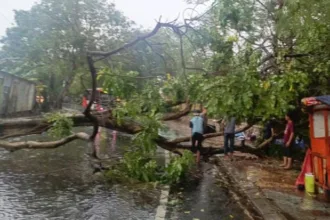 pohon tumbang di Kota Tangerang