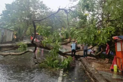 pohon tumbang di Kota Tangerang