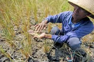 Sawah di Banten