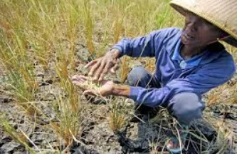 Sawah Puso