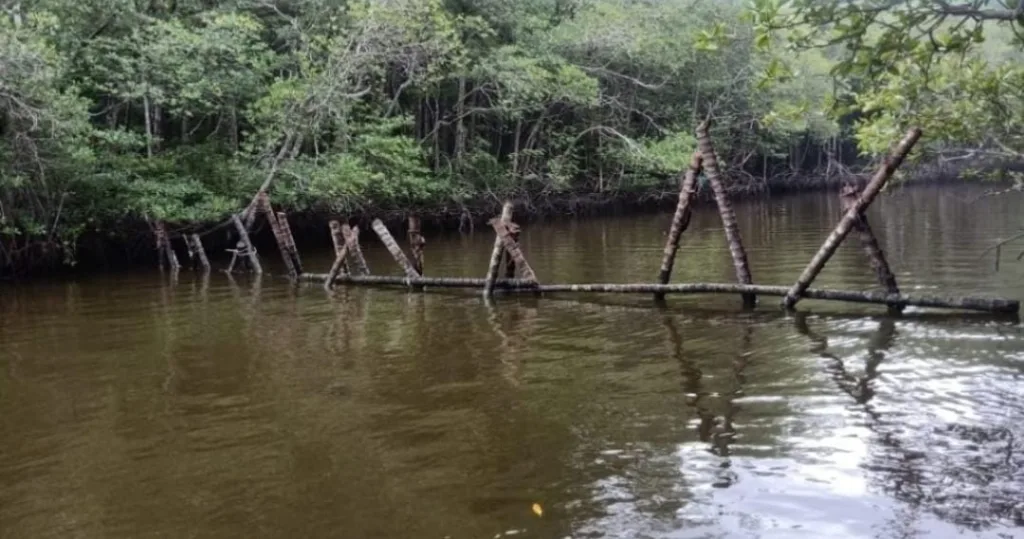 Antisipasi Pemburu Badak Jawa, Muara Sungai Semenanjung Ujung Kulon Ditutup 2 Badak Jawa