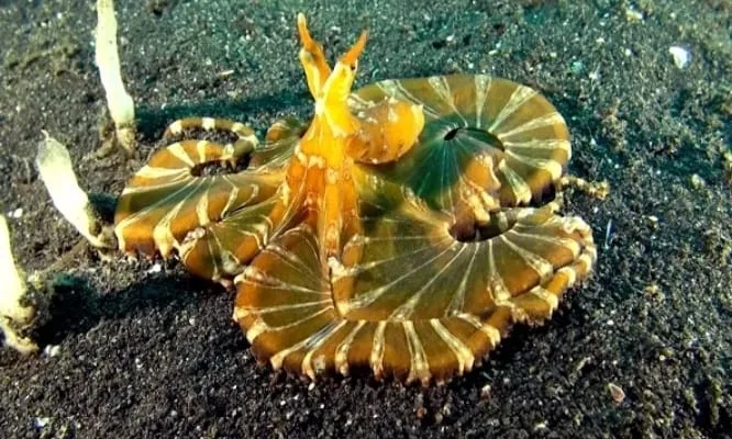 Guerita Selendang