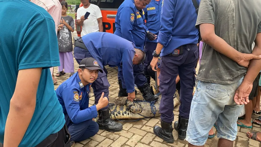 Buaya di Kohod Tangerang