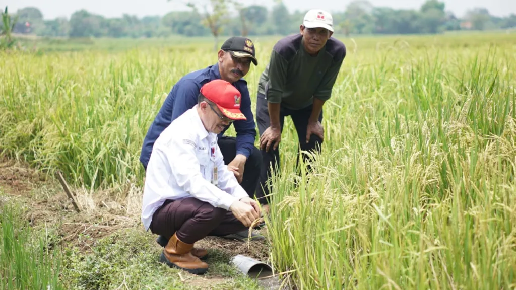 Produksi Beras di Banten Surplus 28.844 Ton 2 Beras di Banten