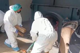 Daging babi di Cilegon