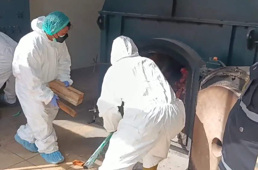 2,9 Ton Daging Babi di Cilegon Dimusnahkan 1 Daging babi di Cilegon