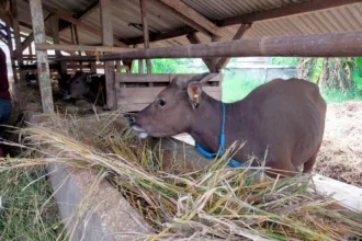 Hewan Qurban di Serang suspek PMK