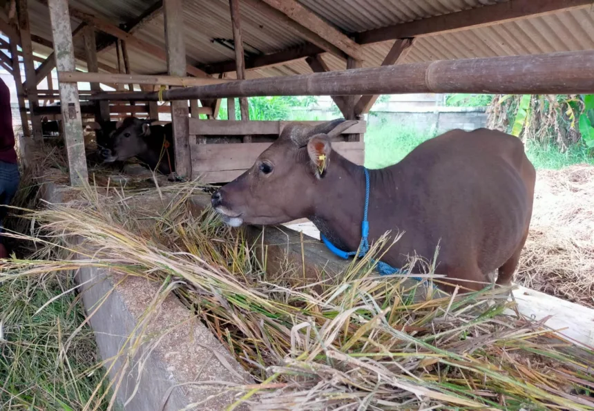 4 Tips Memilih Hewan Kurban, Ini yang Perlu Diperhatikan 1 Hewan Qurban di Serang suspek PMK