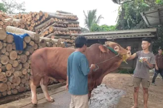 Sapi limousin peternak Lebak