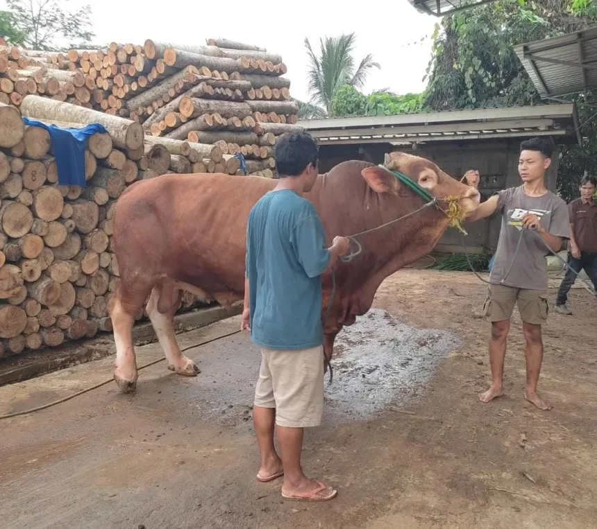 Tips memilih hewan kurban