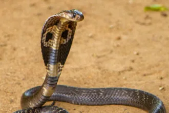 Ular berbisa di Lebak