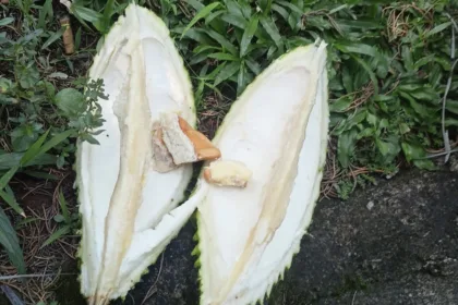 Inspektorat Kota Tangsel