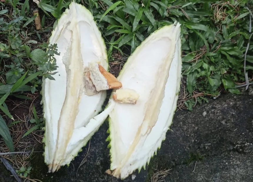 Inspektorat Kota Tangsel