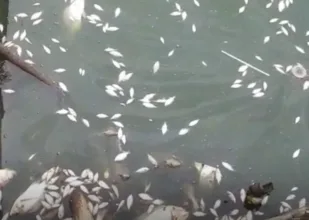 Situ Cangkring Periuk Tangerang tercemar