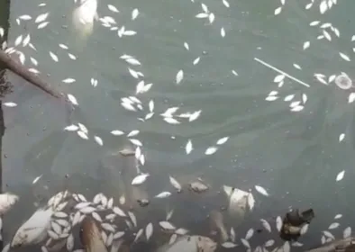 Situ Cangkring Periuk Tangerang tercemar