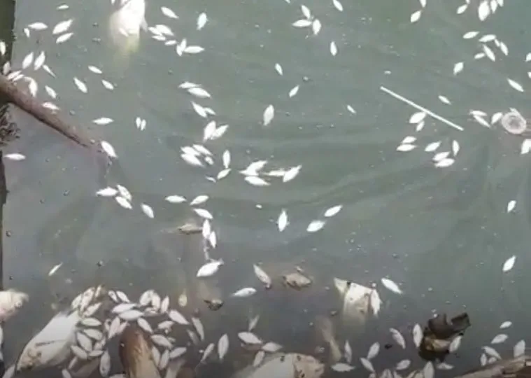 Situ Cangkring Periuk Tangerang tercemar