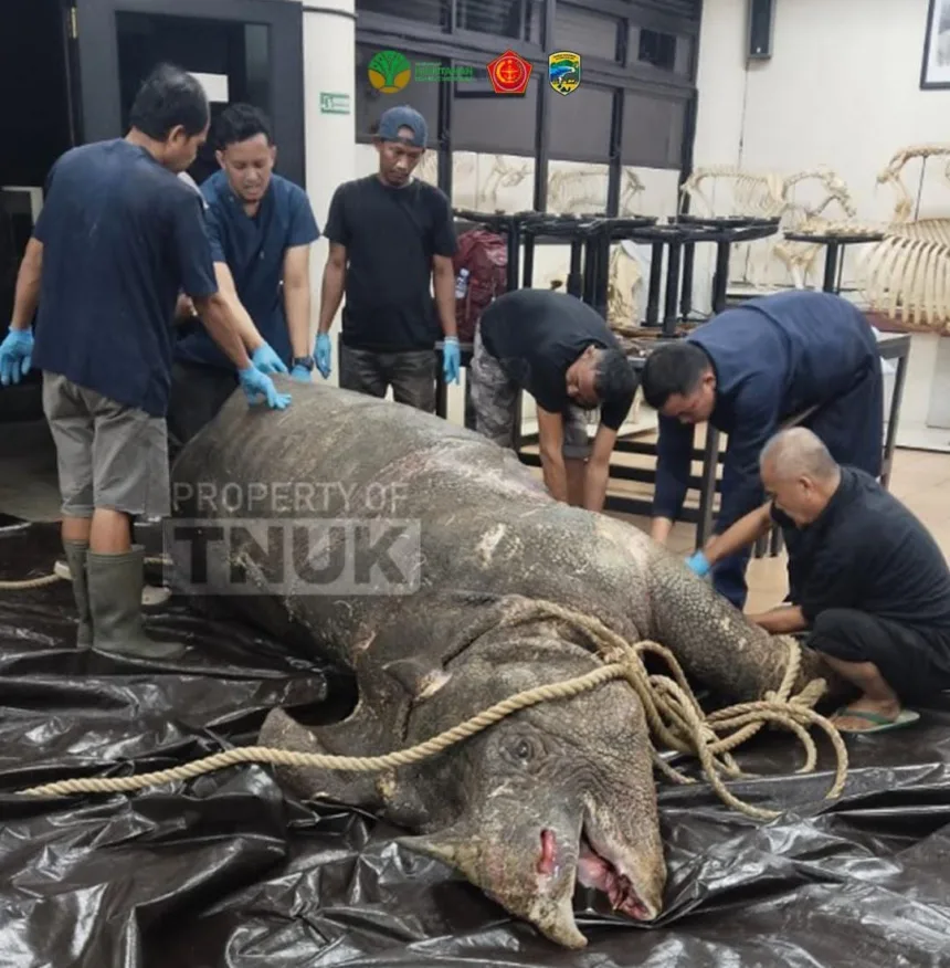 Badak Jawa Musofa Mati di Kawasan JRSCA TNUK 1 Badak Jawa