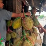 Durian Baduy