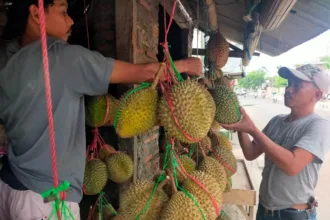 Durian Baduy