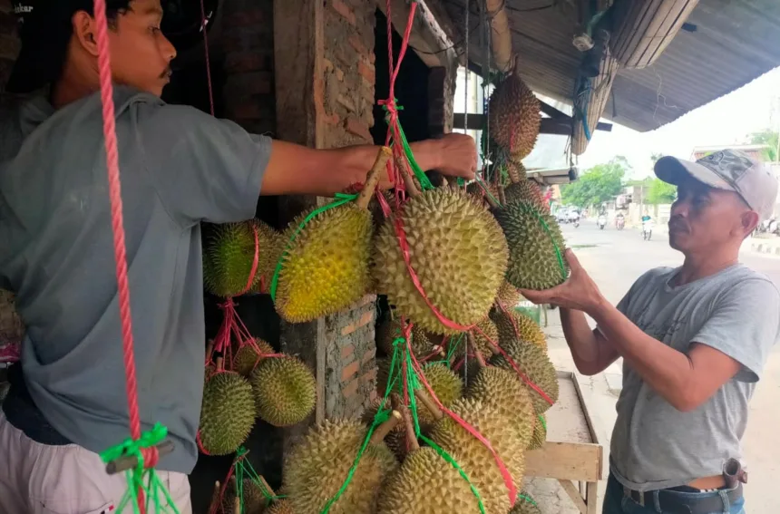 Durian Baduy Sedang Musim, Pedagang Raup Untung Banyak 1 Durian Baduy