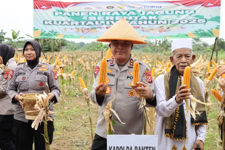 Kapolda Banten Pimpin Panen Raya Jagung di Lahan Binaan Polresta Serang Kota 1 Polda Banten