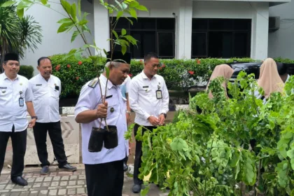 Program sejuta pohon