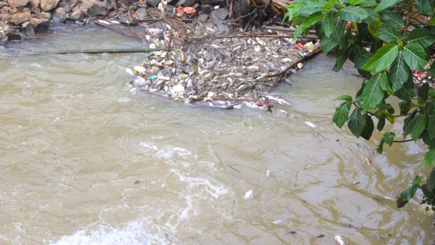 Wali Kota Tangsel Minta Warga Tak Konsumsi Ikan yang Tercemar Zat Kimia di Sungai Cisadane 1 Wali Kota Tangsel