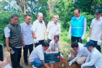 rehabilitasi hutan