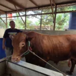 sapi limosin