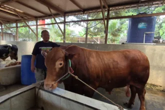 sapi limosin
