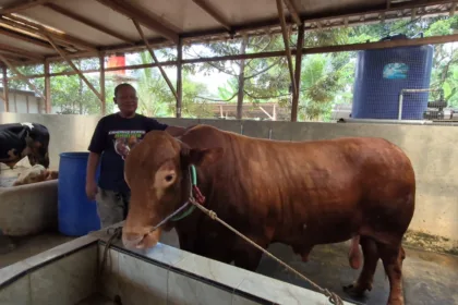 sapi limosin