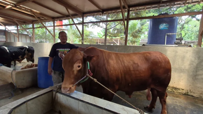 sapi limosin