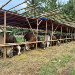 Sapi bali