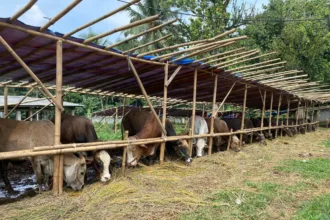 Sapi bali