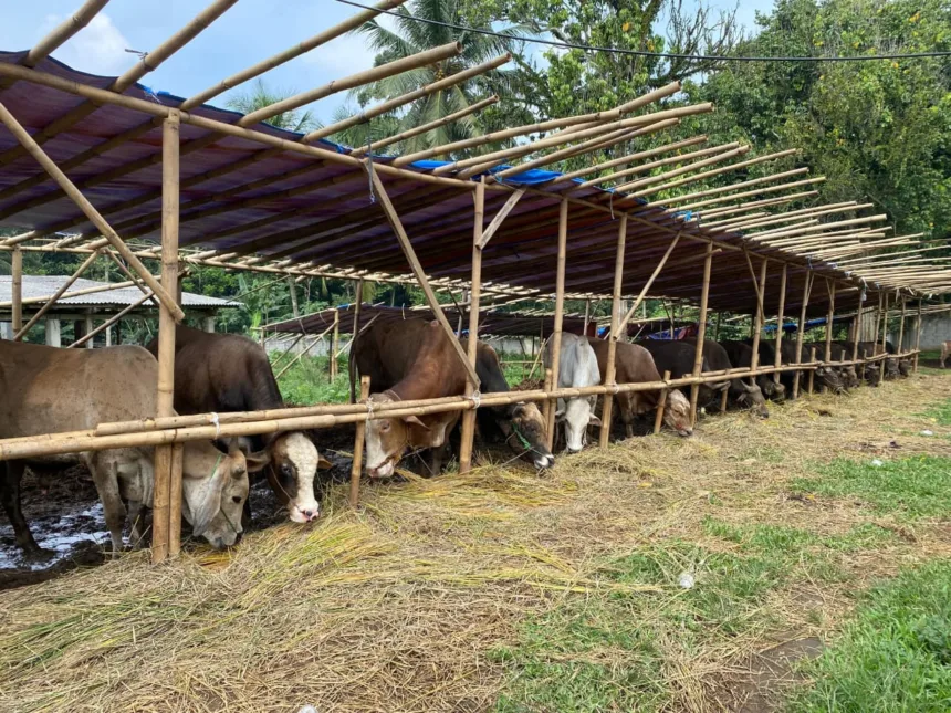 Sapi Bali Paling Diburu Warga Pandeglang Jelang Idul Adha 1 Sapi bali
