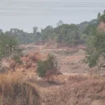Tambang di Gunung Pinang