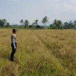 Sawah di Pandeglang