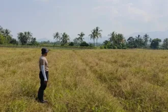 Sawah di Pandeglang