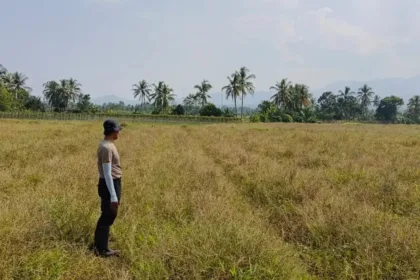 Sawah di Pandeglang