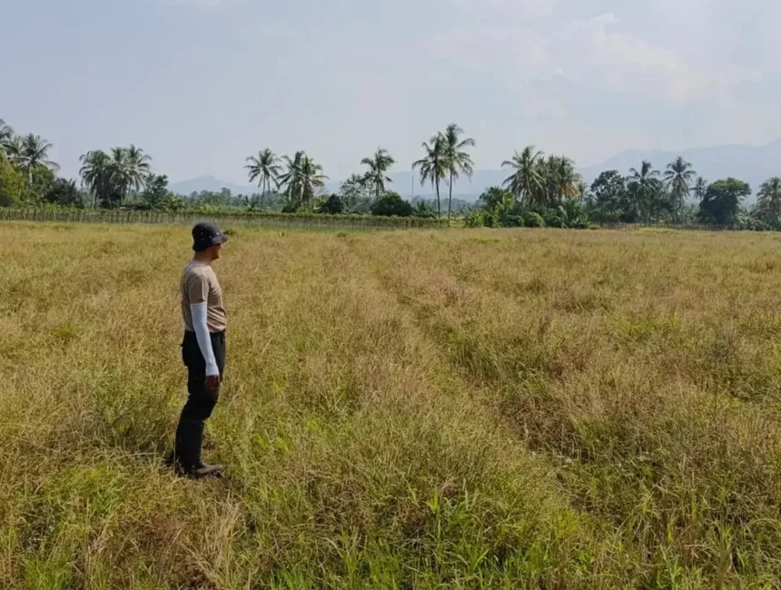 Sawah di Pandeglang