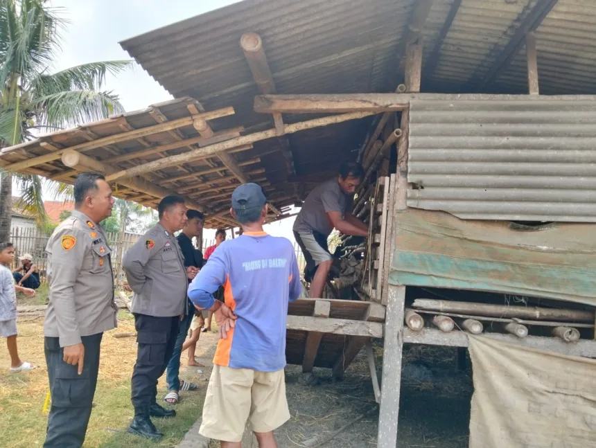 Kambing di Kabupaten Serang